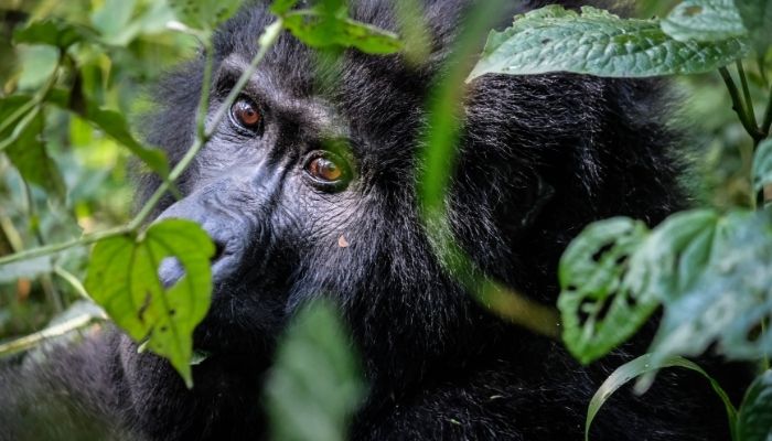 1 Best Time to Visit Uganda Gorilla 1