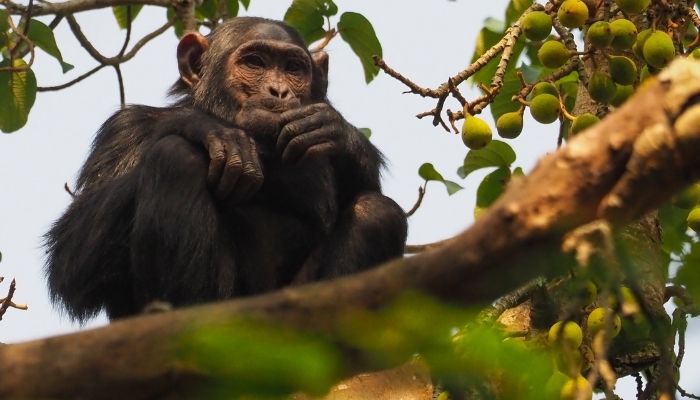 2 Best Time to Visit Uganda Chimpanzee