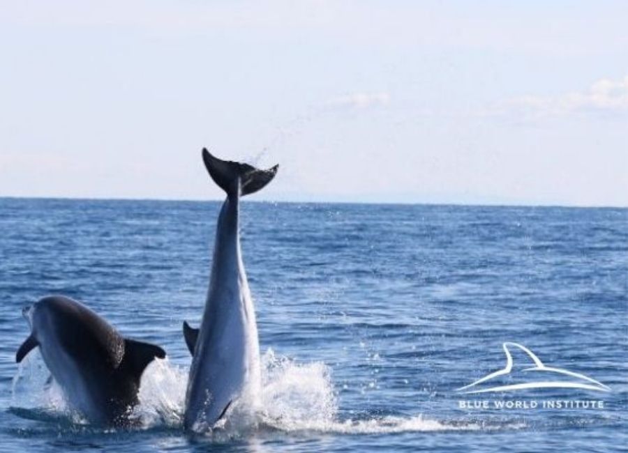 3 Croatia dolphins