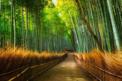 500 x 333 Arashiyama bamboo forest Kyoto Japan