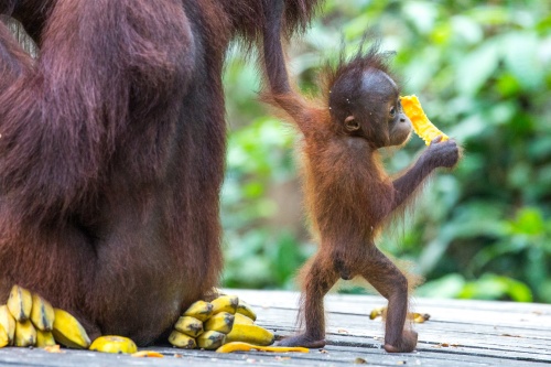 500 x 333 Feeding time Sepilok Borneo 1