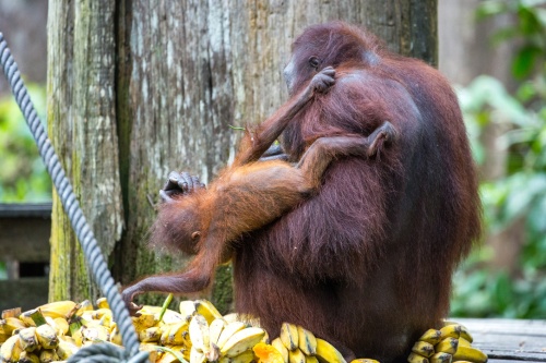 500 x 333 Feeding time Sepilok Borneo