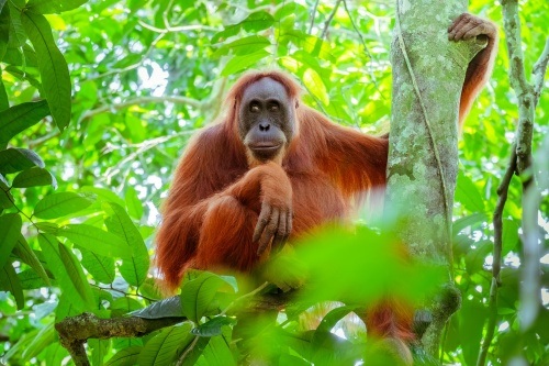 500 x 333 Orang utan Danum Valley Borneo