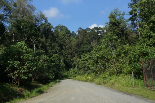 500 x 333 Road to Danum Valley Borneo