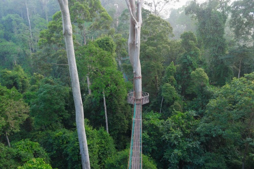 500 x 333 Rope walk Danum Valley Borneo