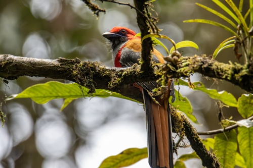 500 x 333 Tropical bird Danum Valley Borneo