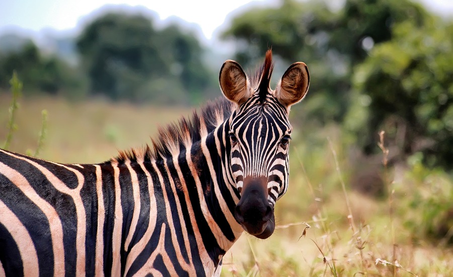 Akagera National Park in Rwanda 1