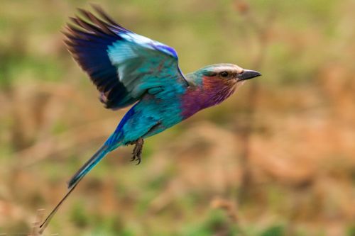 Amakhala Game Reserve Lilac Breasted Roller