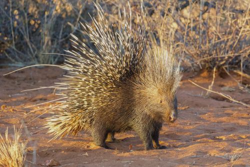 Amakhala Game Reserve porcupine