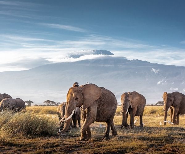 Amboseli Elephants When to go 1