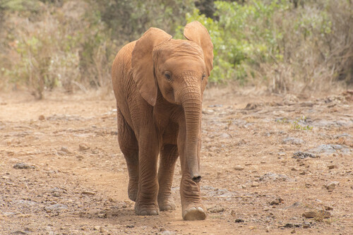 Baby Elephant 1 1