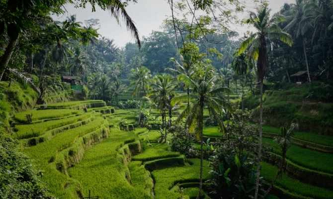 Bali