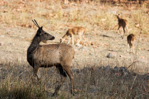 Bandhavgarh deer