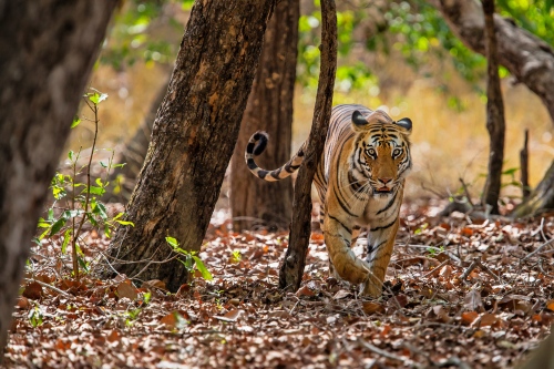 Bandhavgarh tiger (1)