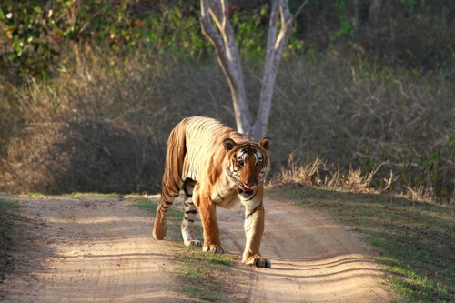 Bandipur NP tiger