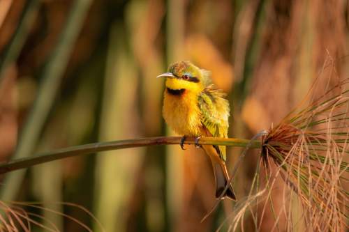 Bird safari 500x333 1