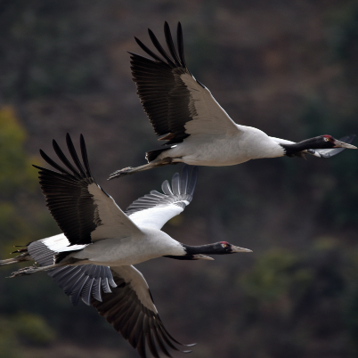 Black necked crane, Gangtey