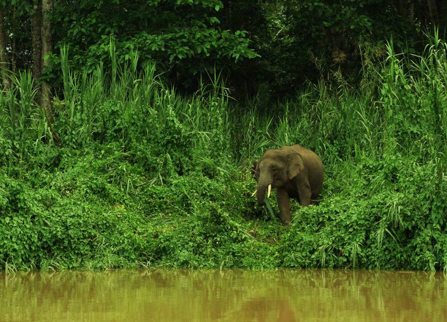 Bornean Elephant coming for a drink Kinabatangan River Borneo