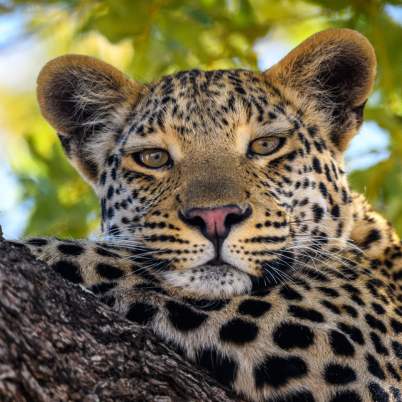 Botswana leopard