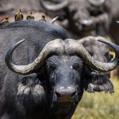 Botswana Okavango 2