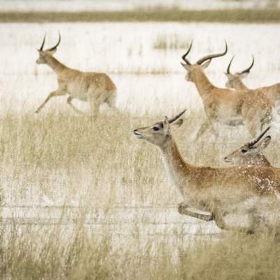 Botswana Okavango 3