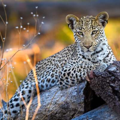 Botswana Okavango 5