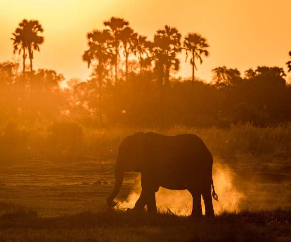 Botswana quorokwe