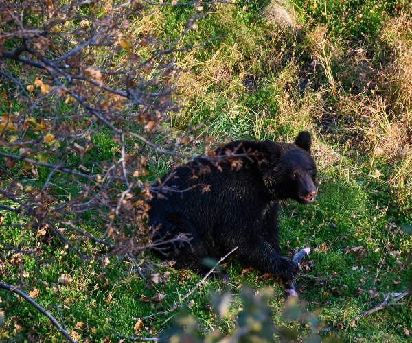 Brown bear in Shiretoko National Park