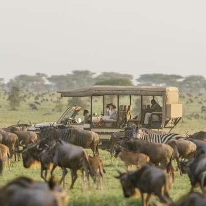 Bushtops Kenya, Africa