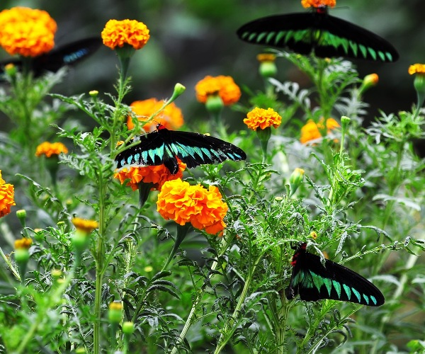 Butterflies in the Cameron Highlands Malaysia