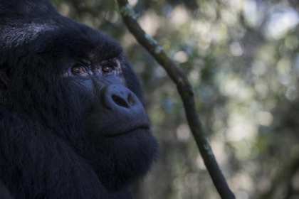 Bwindi Rwanda gorilla