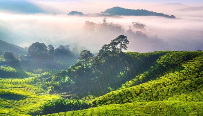 Cameron Highlands 1