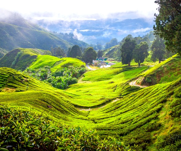 Cameron Highlands Blog Section Image