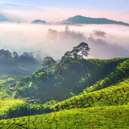 Cameron Highlands Malaysia