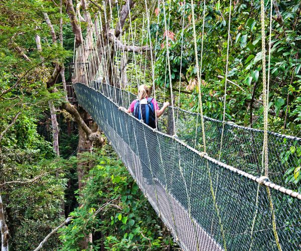 Canopy Walkway Danum Valley Sabah