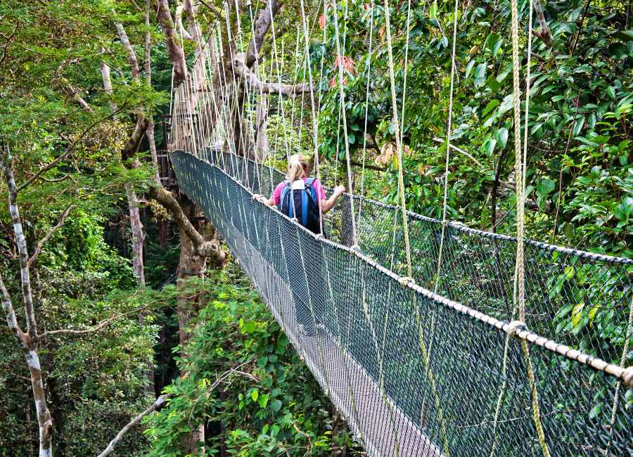 Canopy Walkway Danum Valley Sabah