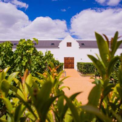 Cape winelands