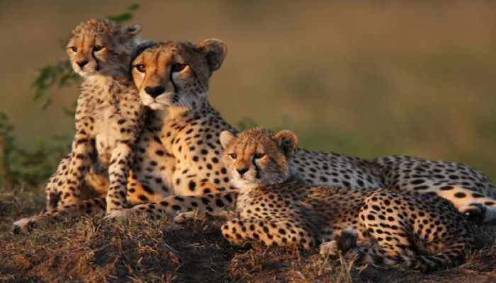 Cheetah Cubs SIZED 1