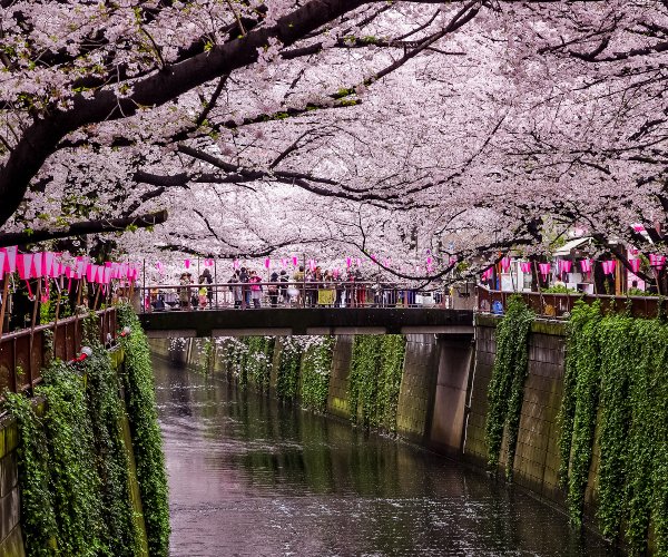 Cherry blossom in Naka Meguro district Tokyo