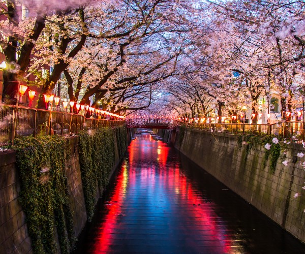 Cherry Blossom on Meguro River Tokyo