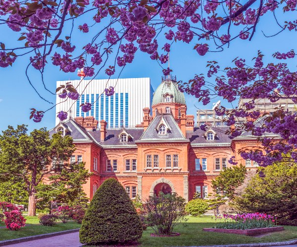 Cherry blossoms in Sapporo Japan