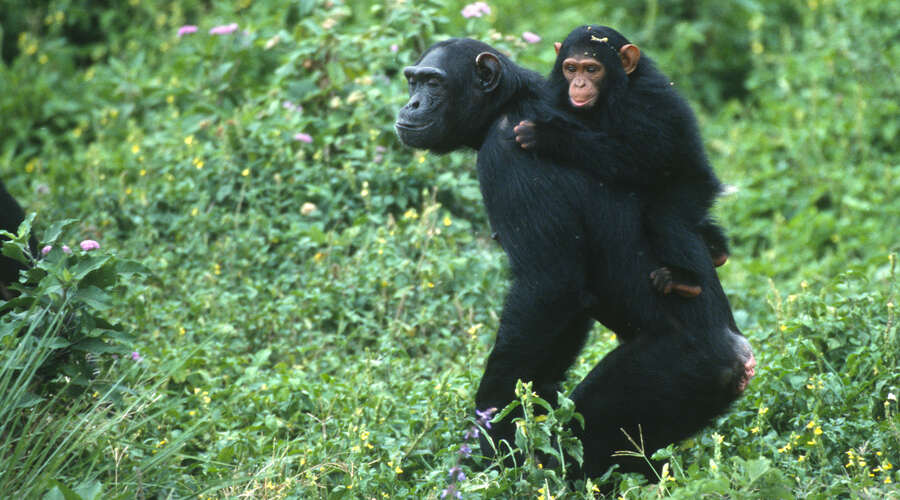 Chimp and baby Uganda