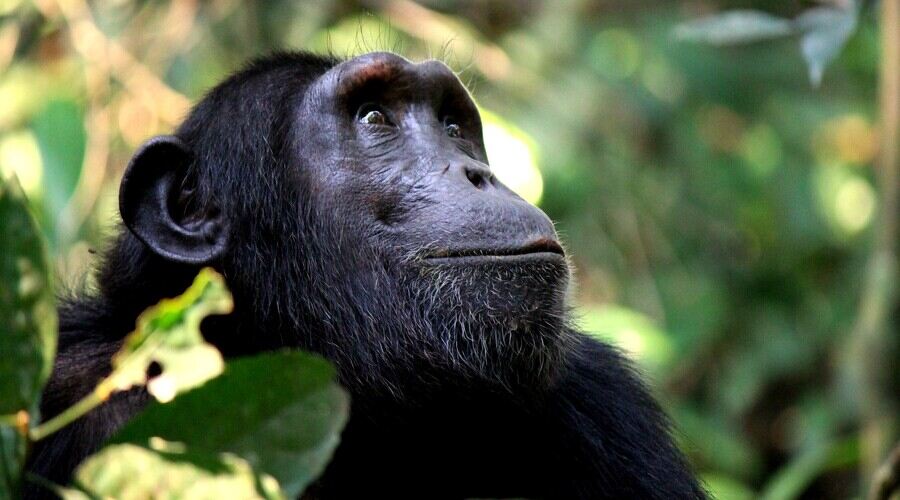 Chimp Uganda