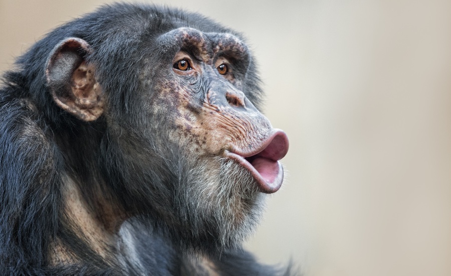 Chimpanzee