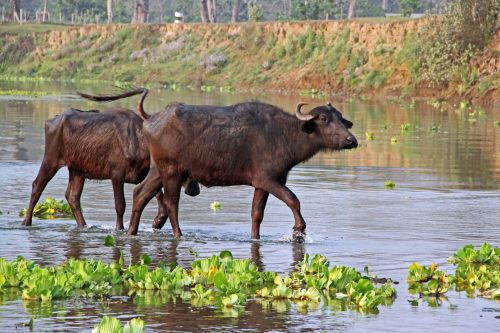 Chitwan buffalo