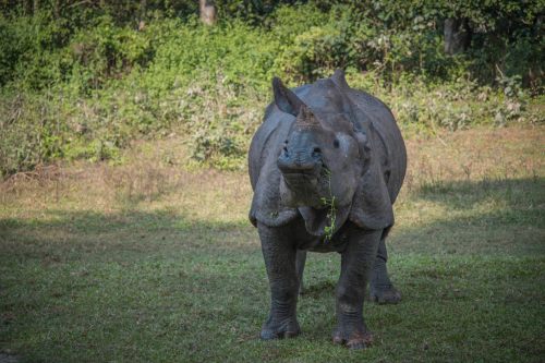 Chitwan Rhino (1)