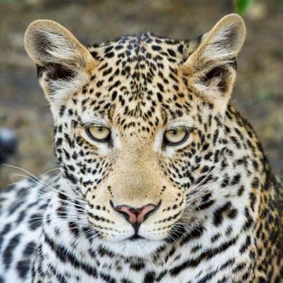 Chobe Botswana