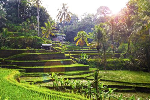 D1 Rice Paddies Ubud