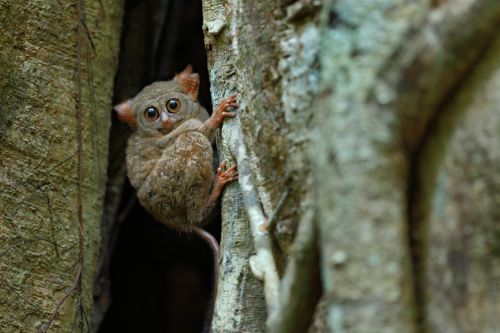 D8 Tangkoko National Park