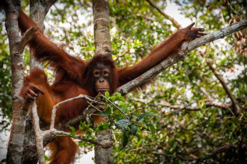 Day 4 Orang utan in Tanjung Puting